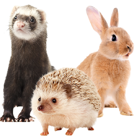 Easy Pet Education